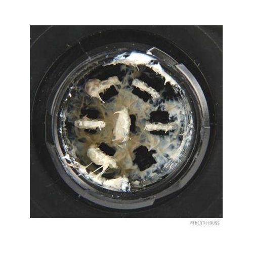 HERTH+BUSS ELPARTS Heckleuchte